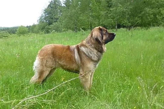 Leonberger, reproduktor