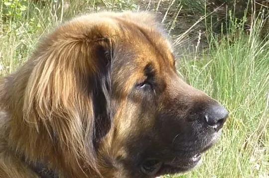 Leonberger, reproduktor