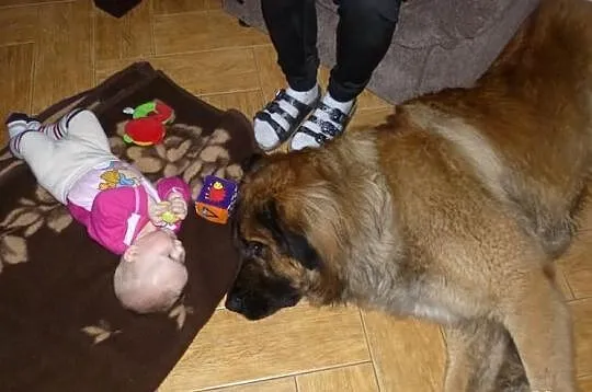 Leonberger, reproduktor