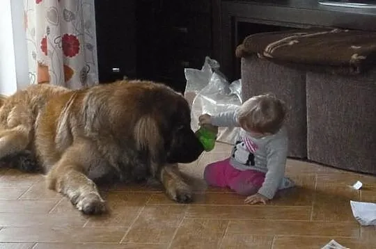 Leonberger, reproduktor