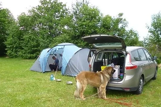 Leonberger, reproduktor