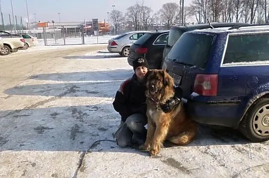 Leonberger, reproduktor