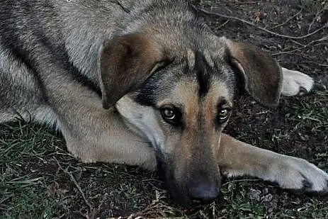 Kochany ok.2letni MAX szuka Swojego Domu! również 