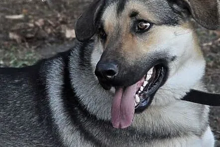 Kochany ok.2letni MAX szuka Swojego Domu! również 