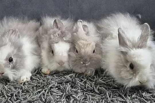 Kroliki miniaturki