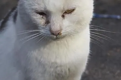 Maciuś - kot ze śmietnika! Pilnie szukamy domu!