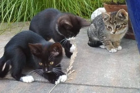 Pierwsze koty za płoty - czyli jak zostać właścici