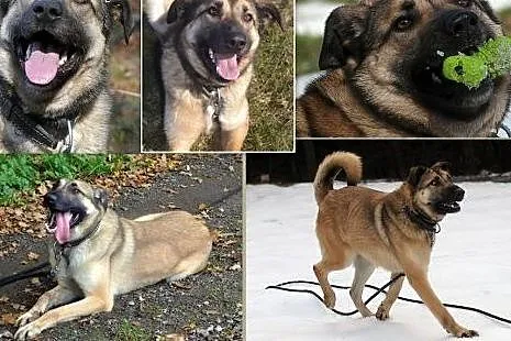 Maszka - wspaniała, przyjacielska sunia w typie po