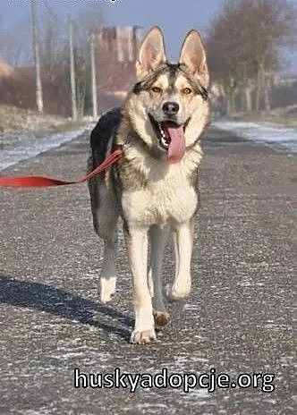 NORRIS- młody, energiczny pies husky do adopcji,