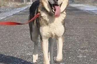 NORRIS- młody, energiczny pies husky do adopcji,  