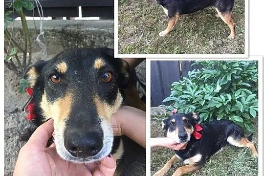 Mikołaj, chłopak do adopcji, Mazowieckie, Warszawa
