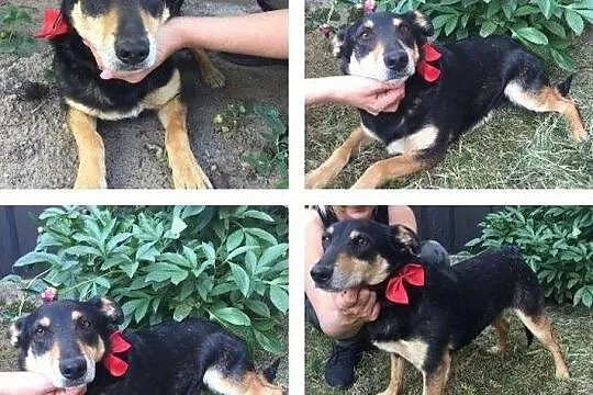 Mikołaj, chłopak do adopcji, Mazowieckie, Warszawa