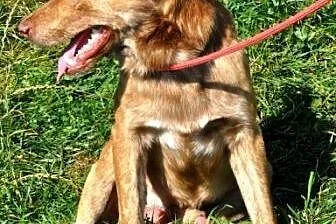 Vigo młodziutki, wesoły, energiczny psiak ADOPCJA,