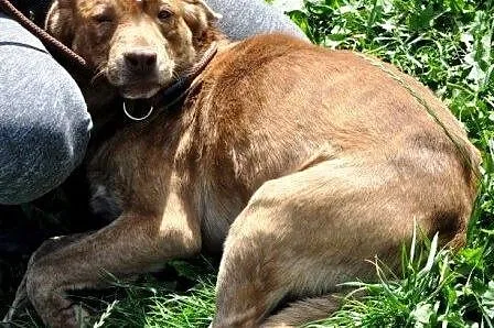 Vigo młodziutki, wesoły, energiczny psiak ADOPCJA,