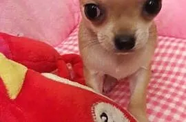 Chihuahua mini z rodowodem!!, Krusin