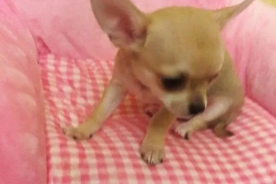 Chihuahua mini z rodowodem!!, Krusin