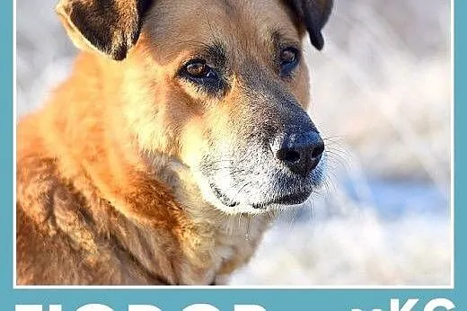 FIODOR,38kg,duży,spokojny pies do adopcji,  śląskie Katowice