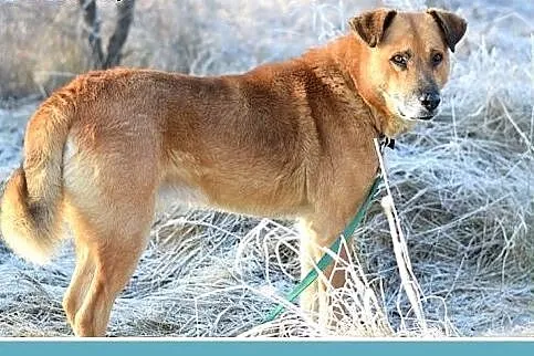 FIODOR,38kg,duży,spokojny pies do adopcji,  śląski