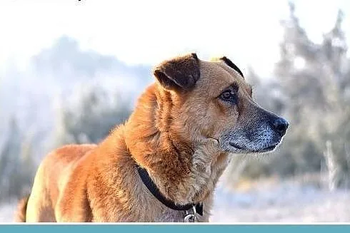 FIODOR,38kg,duży,spokojny pies do adopcji,  śląski