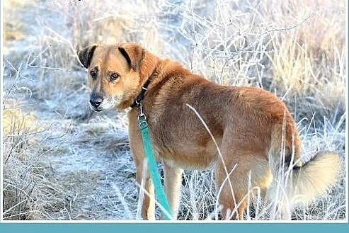 FIODOR,38kg,duży,spokojny pies do adopcji,  śląski