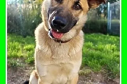 JOGI-duży 27,przyjazny pies, czip,ks.zdrowia.ADOPCJA
