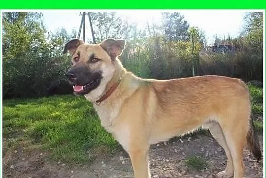 JOGI-duży 27,przyjazny pies, czip,ks.zdrowia.ADOPC