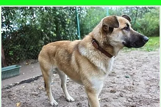 JOGI-duży 27,przyjazny pies, czip,ks.zdrowia.ADOPC