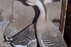 Sprzedam gęsi