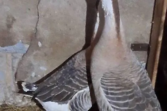Sprzedam gęsi, Śląskie, Bestwina