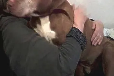 Fiodor Pit Bull Terrier red nose  ,  mazowieckie Warszawa