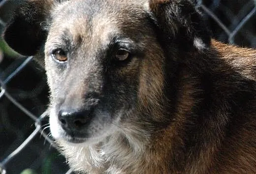 Indi - spokojny, starszy, wierny przyjaciel, adopc