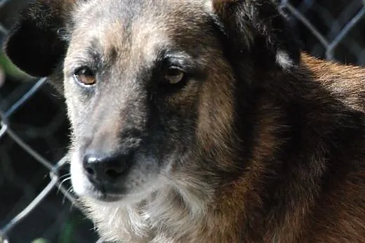 Indi - spokojny, starszy, wierny przyjaciel, adopc