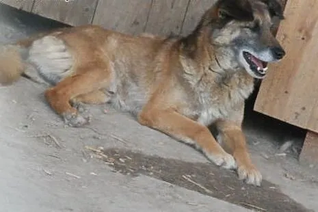 Indi - spokojny, starszy, wierny przyjaciel, adopc