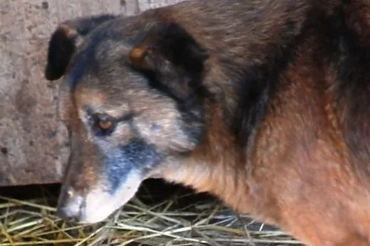 Indi - spokojny, starszy, wierny przyjaciel, adopc