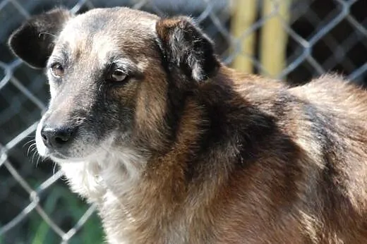 Indi - spokojny, starszy, wierny przyjaciel, adopc