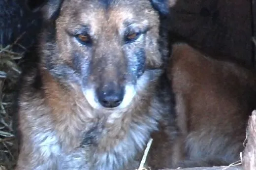 Indi - spokojny, starszy, wierny przyjaciel, adopc