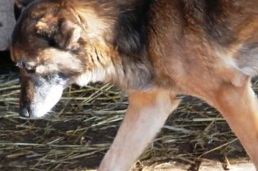 Indi - spokojny, starszy, wierny przyjaciel, adopc
