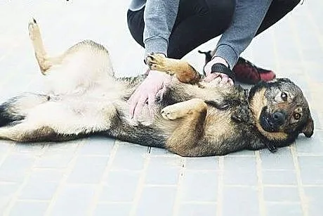 Wspaniała Tajga czeka w schronisku. Pilnie potrzebuje domu. POMÓŻ,  śląskie Zawiercie