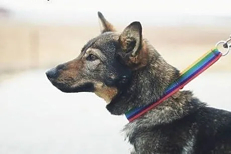 Wspaniała Tajga czeka w schronisku. Pilnie potrzeb