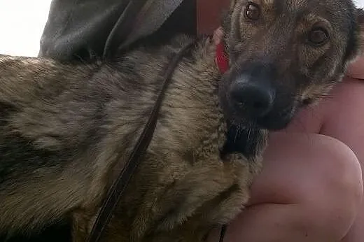 Wspaniała Tajga czeka w schronisku. Pilnie potrzeb