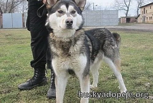 BORYS- kochany pies mix husky i malamute do adopcj