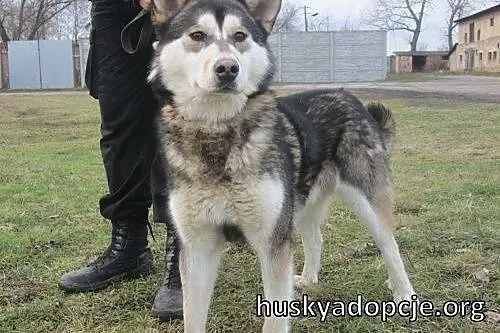 BORYS- kochany pies mix husky i malamute do adopcj