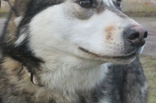 BORYS- kochany pies mix husky i malamute do adopcj