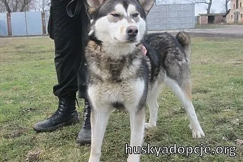 BORYS- kochany pies mix husky i malamute do adopcj