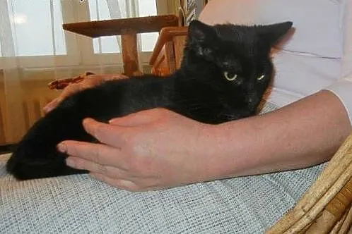 Czarna Fionka do adopcji,  łódzkie Łódź