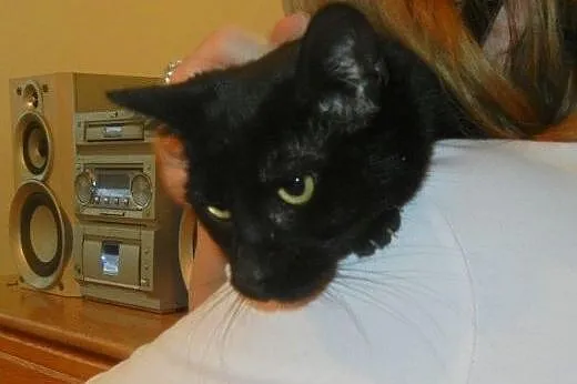 Czarna Fionka do adopcji,  łódzkie Łódź