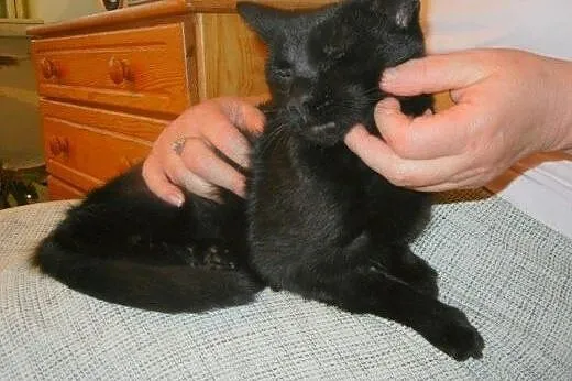 Czarna Fionka do adopcji,  łódzkie Łódź