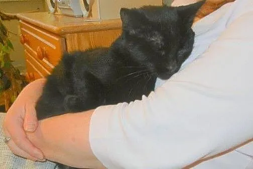Czarna Fionka do adopcji,  łódzkie Łódź