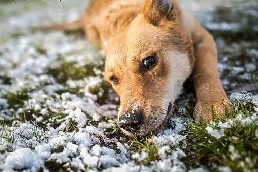 Pyszna - daj się uwieść jej spojrzeniu:) ,  mazowi