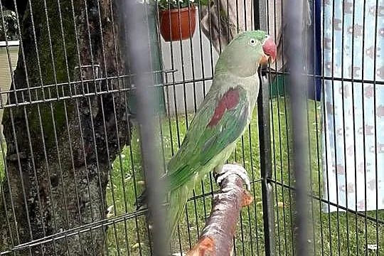 Aleksandretta wielka samica 22r, Małopolskie, Skała